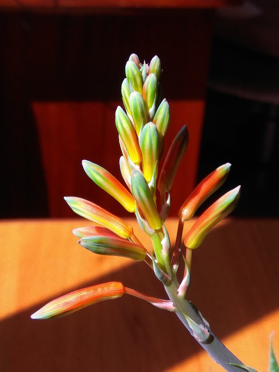 Цветонос алоэ остистого