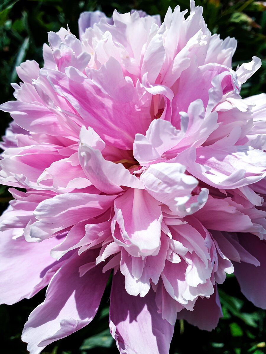 Прекрасные нежно-розовые пионы