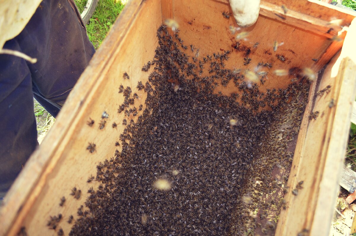 ПЧЁЛЫ на даче. Налетел РОЙ ПЧЁЛ. 🐝🐝🐝 ЧТО ДЕЛАТЬ? Дедушкины пчёлы и  пасека. Изучаем пчёл | ArtemLand | Дзен