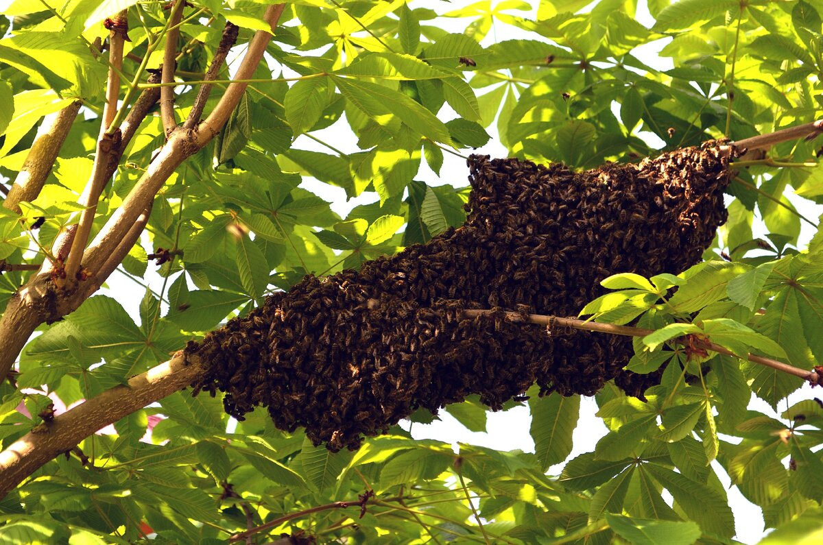 ПЧЁЛЫ на даче. Налетел РОЙ ПЧЁЛ. 🐝🐝🐝 ЧТО ДЕЛАТЬ? Дедушкины пчёлы и  пасека. Изучаем пчёл | ArtemLand | Дзен