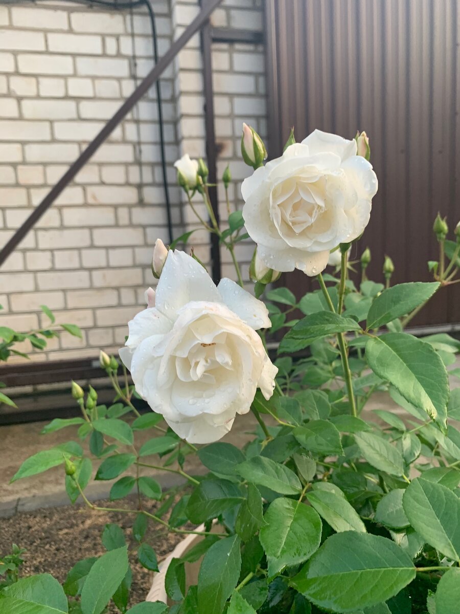 Личный архив