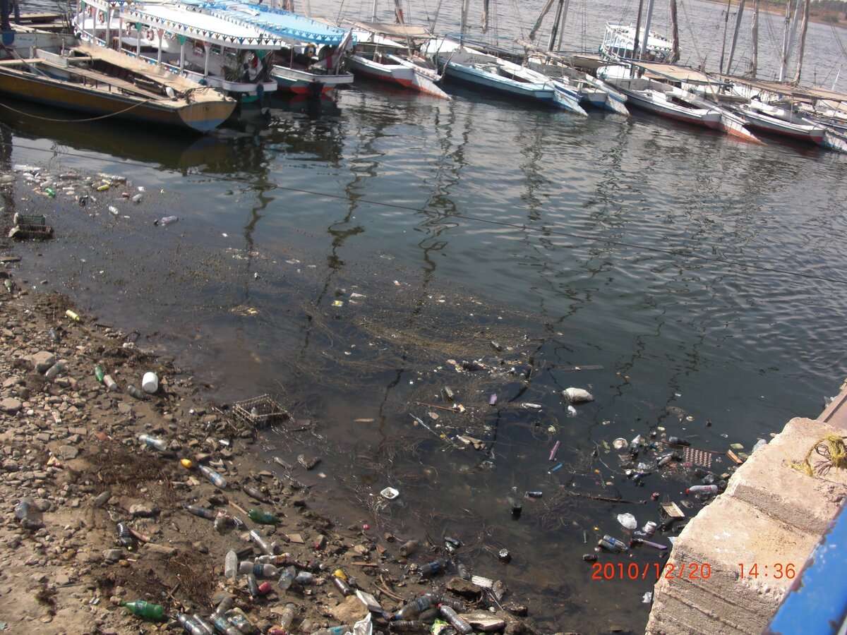 Грязный берег Нила. Личное фото автора