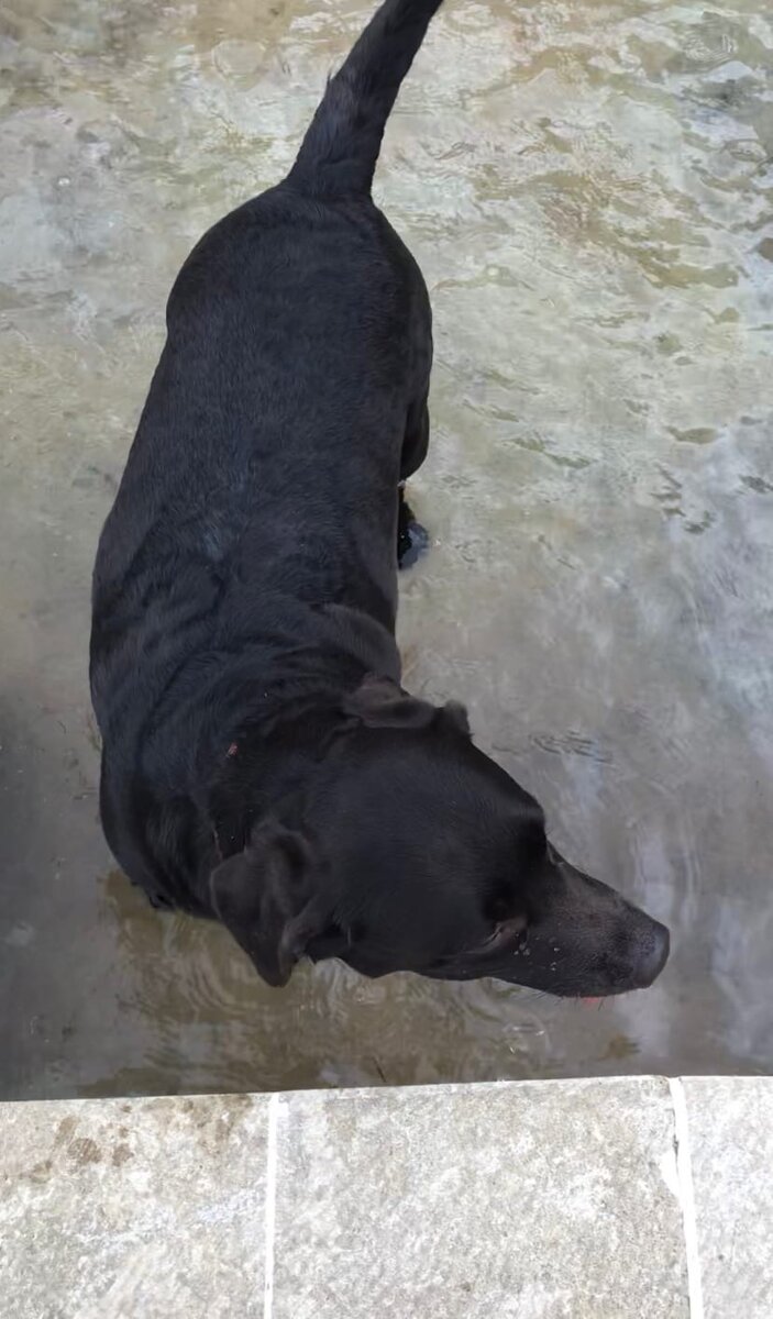 мочим лапки.