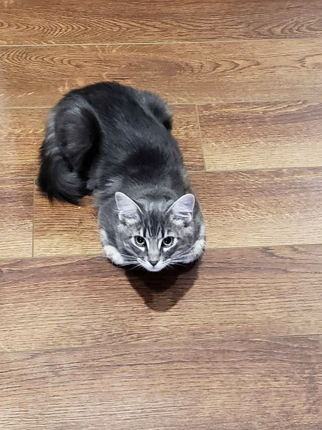 Кошка Мерси. Источник фото: creepy-world.com