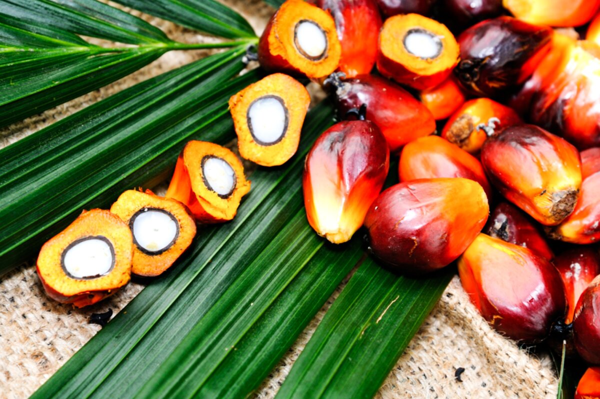 Пальмовое масло фото как выглядит