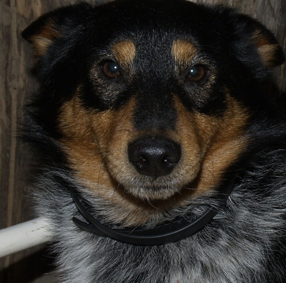 Собака Сулимова Басе 4 года