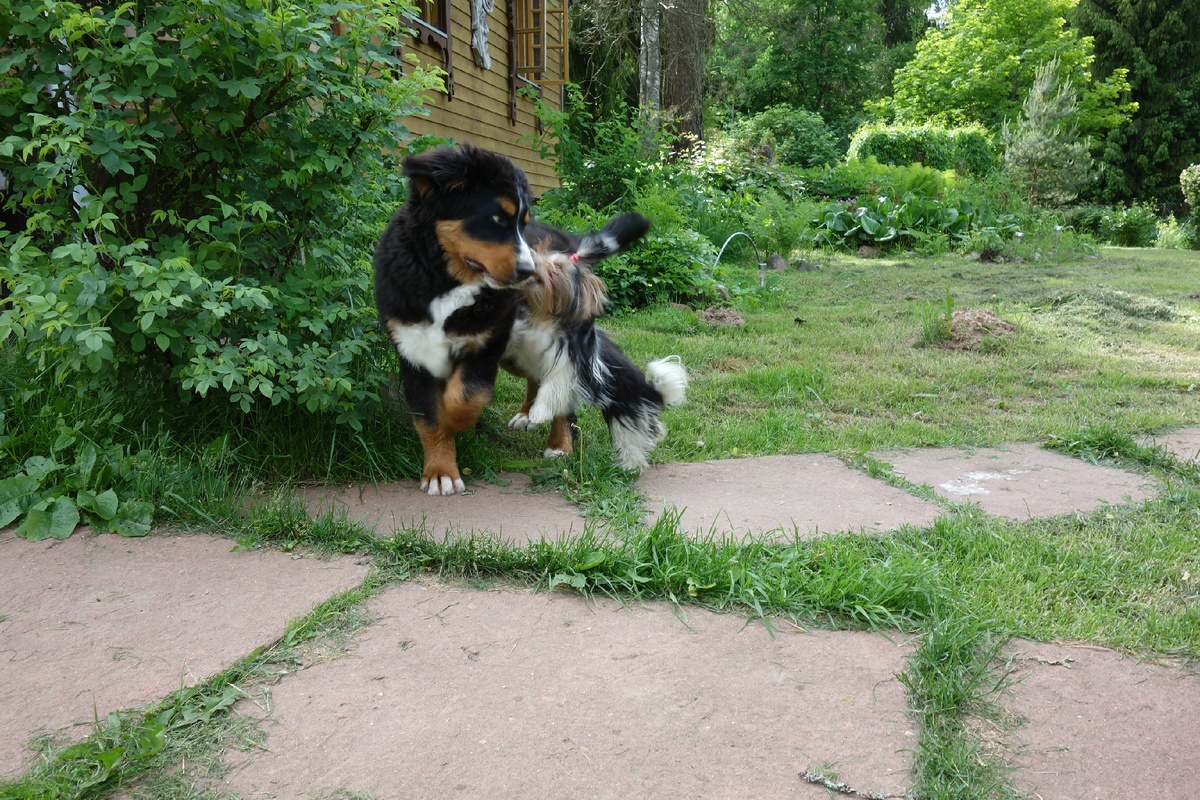 Плутошка и Соня