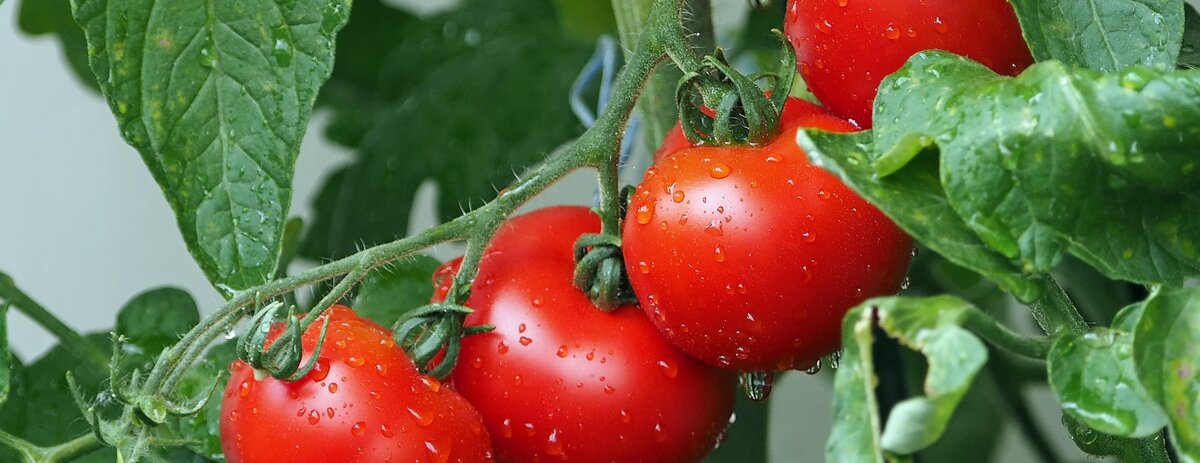 Со своей грядки ещё вкуснее