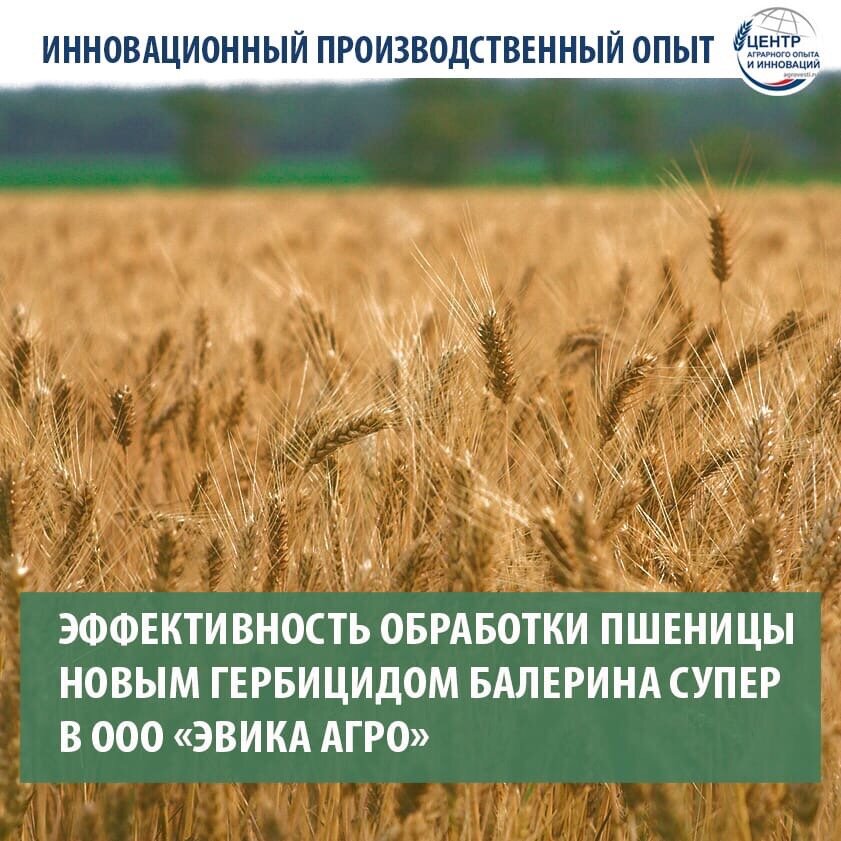 Описание пшеницы школы. Обработка пшеницы гербицидами. Гербицид по пшенице. Сорняки по пшенице. Табличка обработано гербицидами.