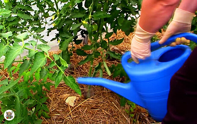 Подкормка томатов