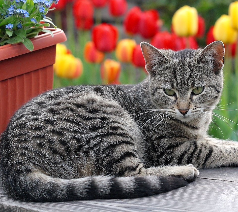 Полосатая кошка