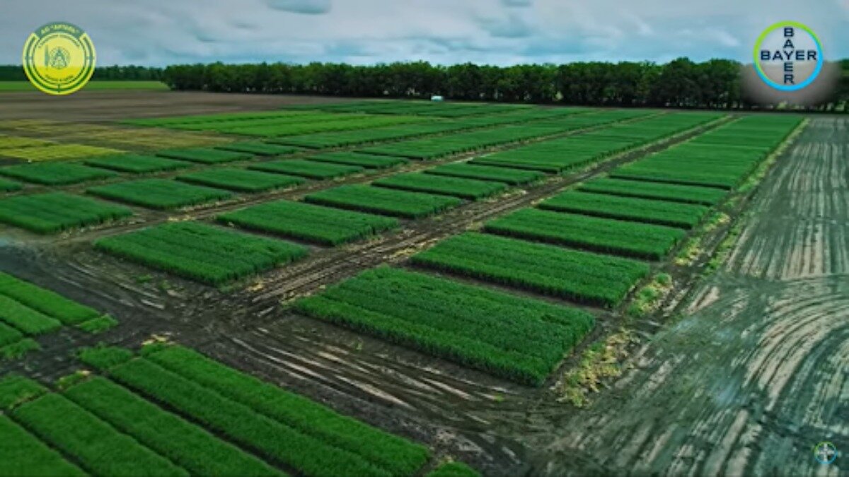 Фото: cropscience.bayer.ru