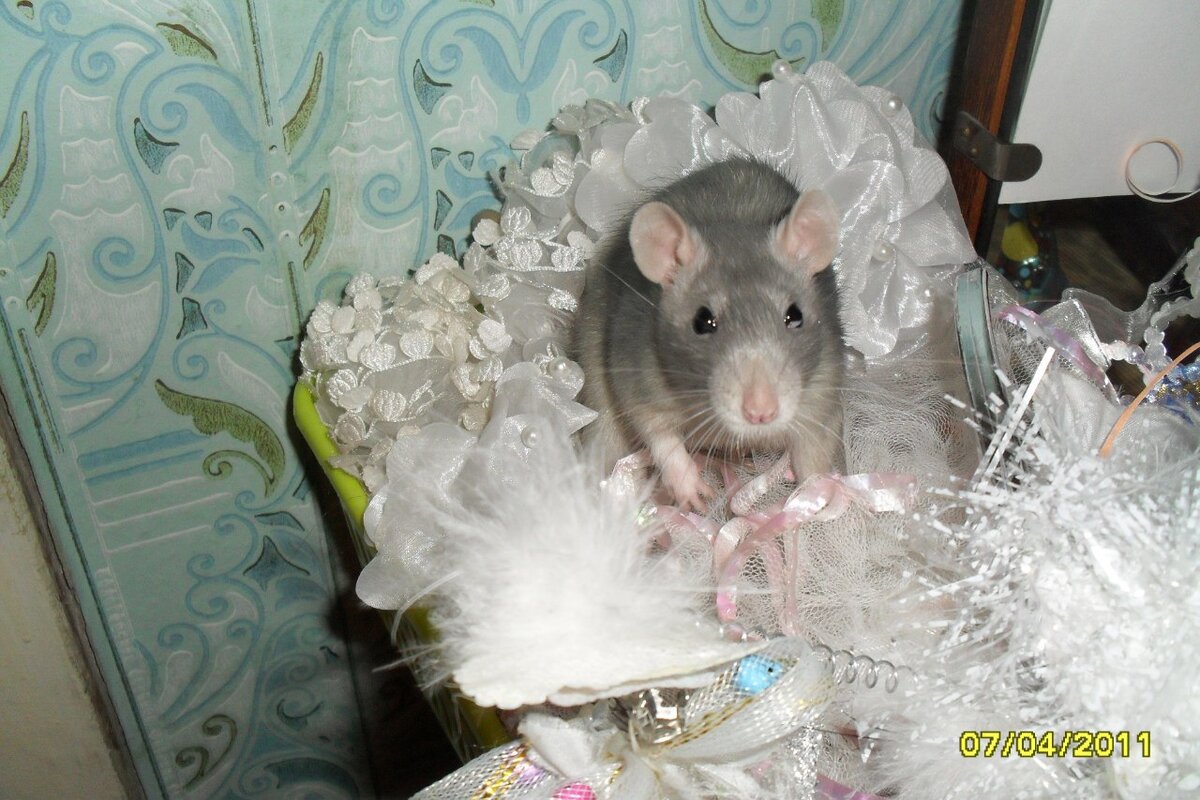 Дымочка. фото из личного архива.Листаем)