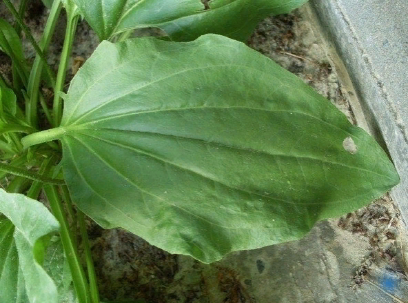 Лист подорожника