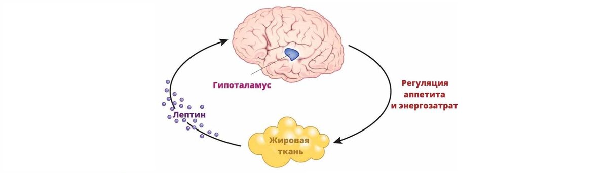 Место лептина в нашем организме