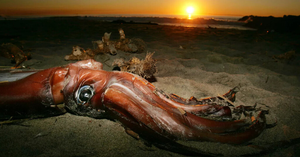 Гигантский кальмар