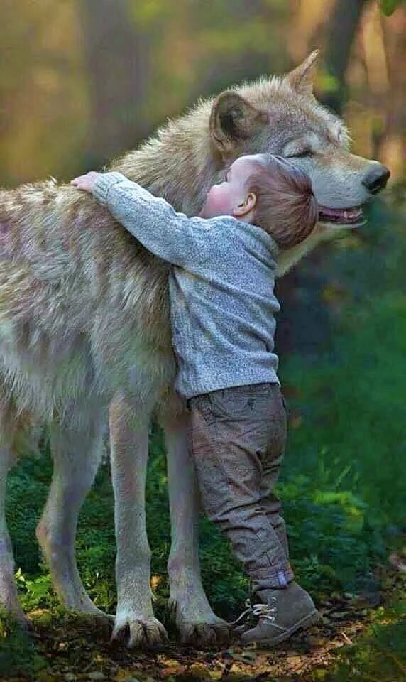 Обнимает волка. Ребенок обнимает волка. Волки Дружба. Мудрый волк.
