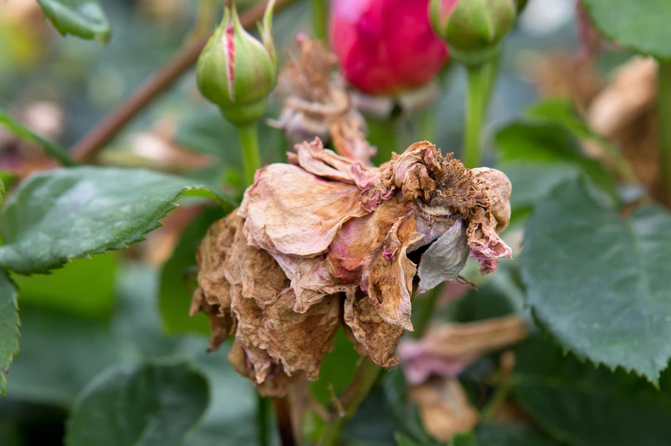 Фото: https://www.gardenersworld.com 