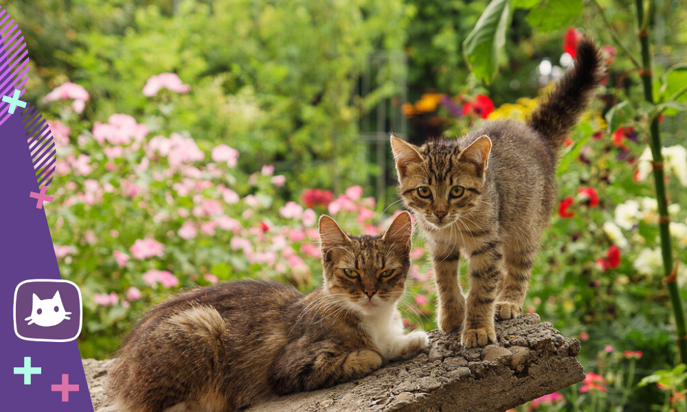 Поскорее кошки