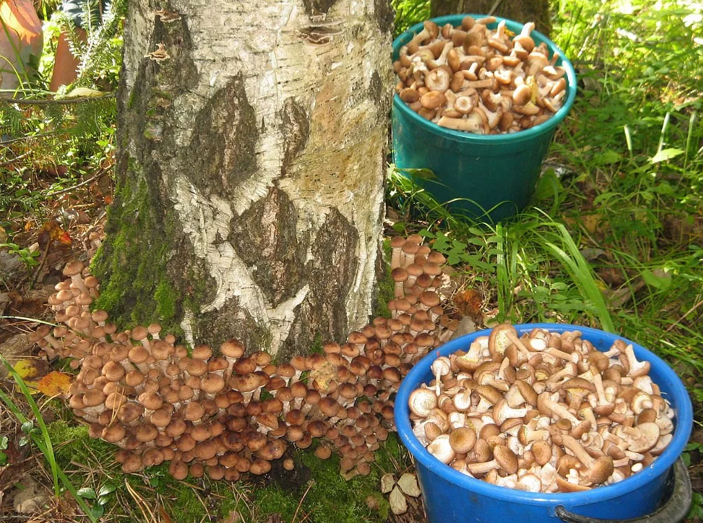 Яндекс коллекции