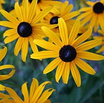 Рудбекия волосистая