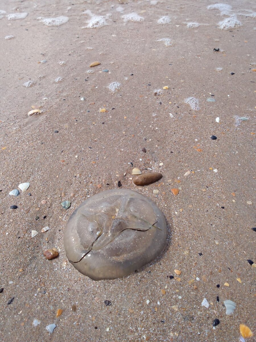 какая рыба есть в азовском море