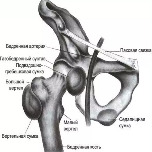 Тазобедренный сустав строение анатомия с мышцами