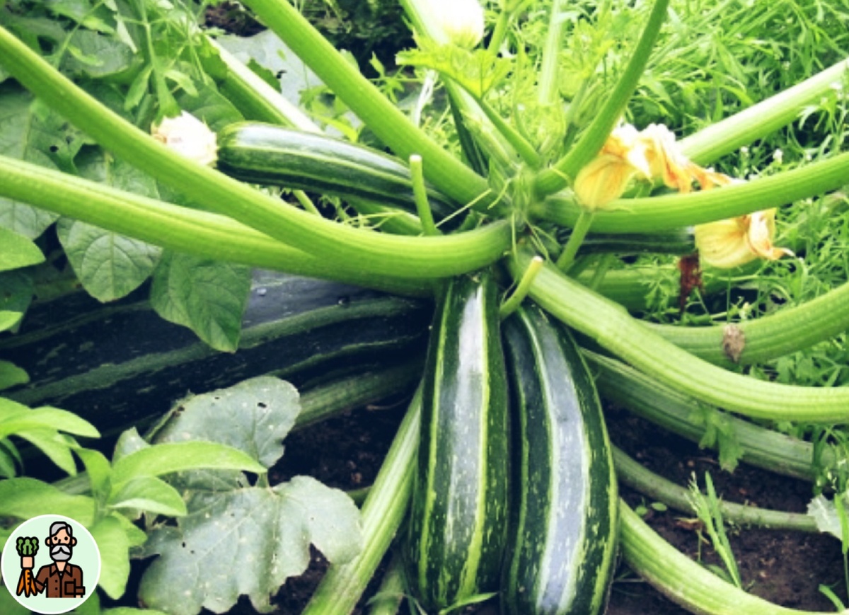 Кабачки любят азот, а потому не стоит им отказывать в азотных удобрениях, в роли которого выступает травяной настой, но лучше сделать настой из крапивы. Растение это оценит.