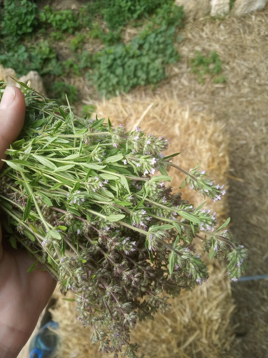 Дикий чабрец, заботливо собранный по утру и высушенный в жаркой тени, - лучшая добавка для зимнего чая