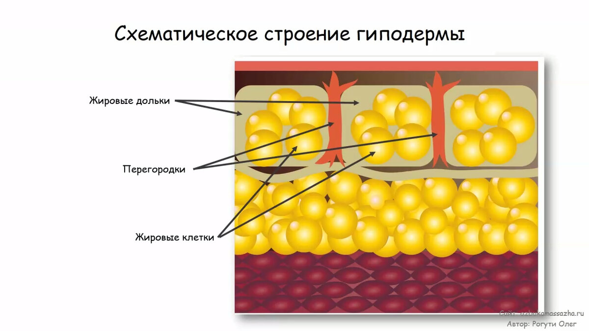 Гиподерма 