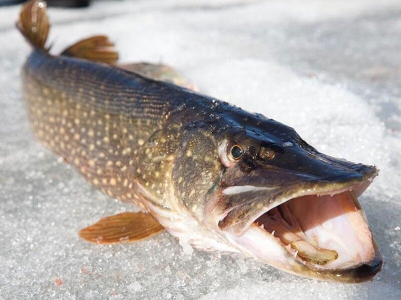 Фото из Интернета