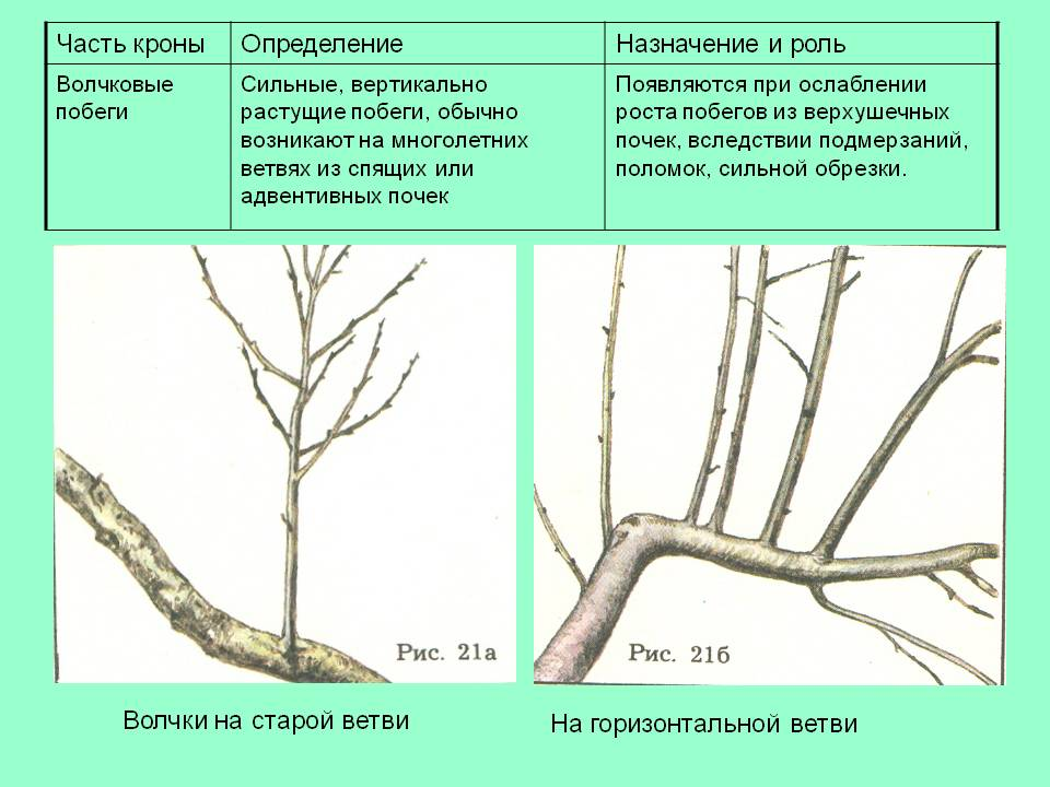 Волчки на груше