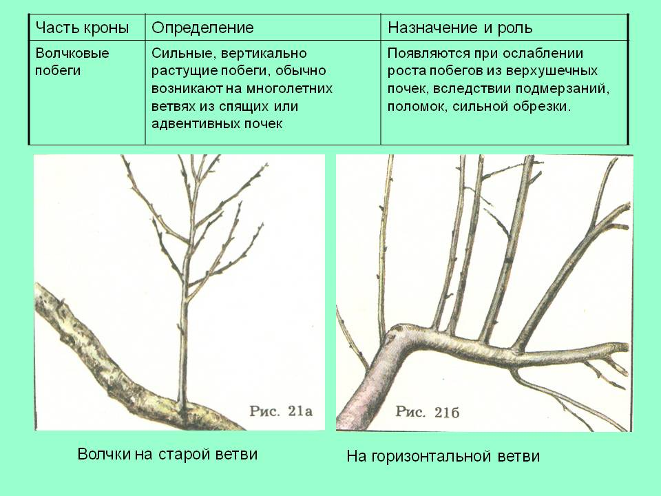 В каком возрасте плодоносит