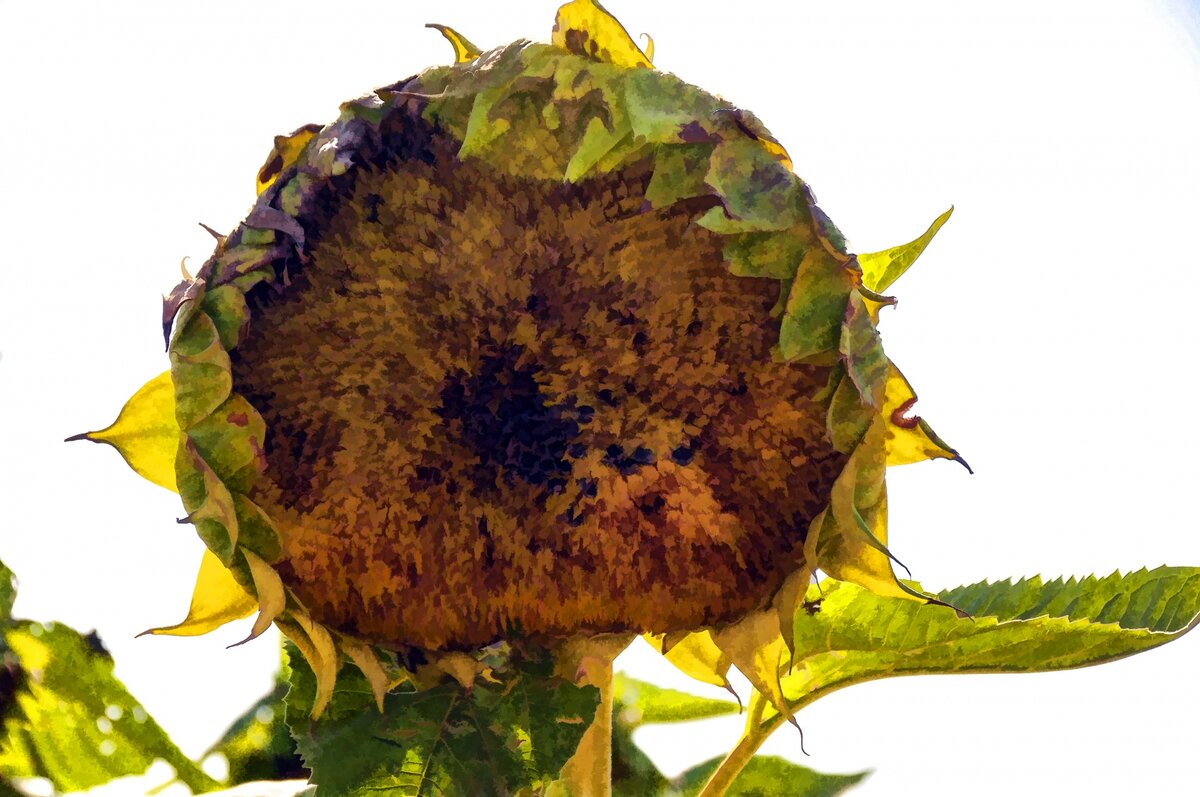 Источник фото: www.publicdomainpictures.net