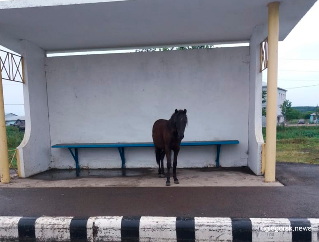 570 сбила лошадь. лошадь с жеребенком. жеребенок лягнул. жеребенок с человеком. худой жеребенок.