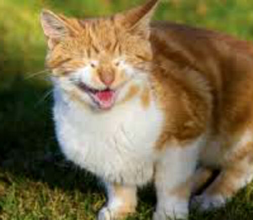 Уретрит у кота: симптомы, причины и лечение | Названиесайта