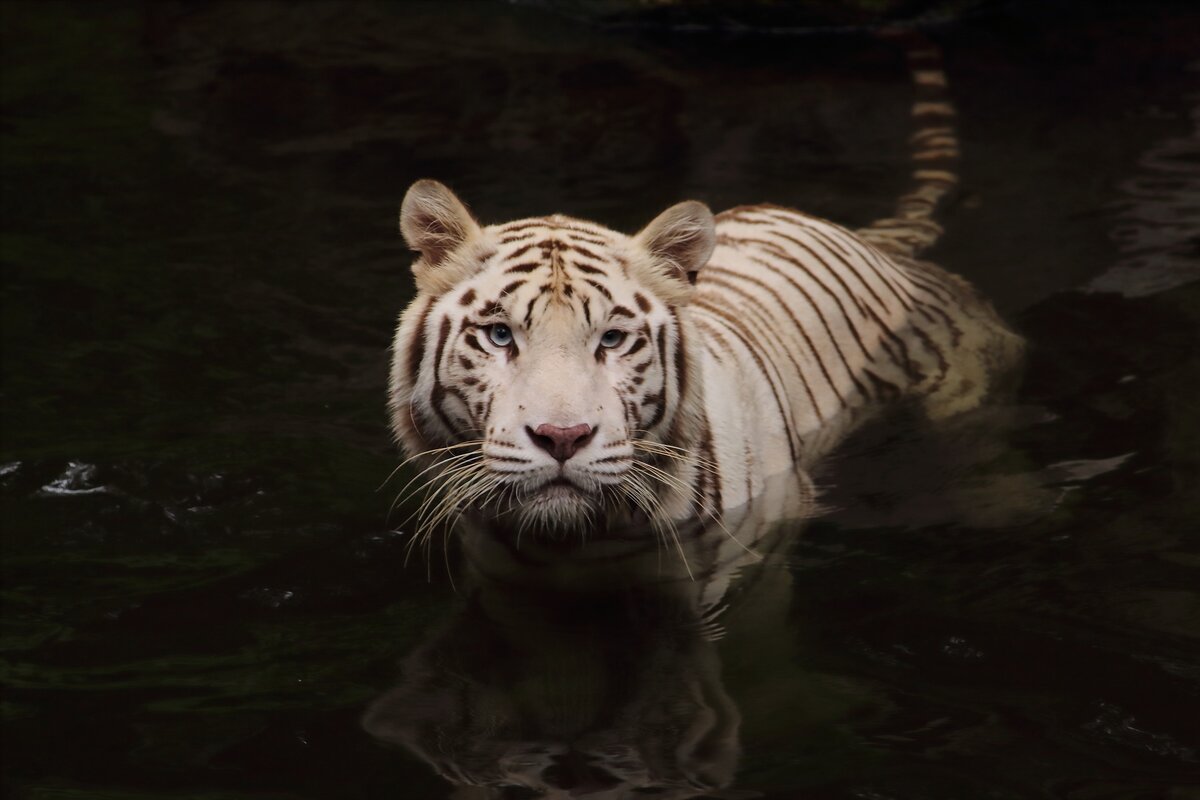 Image by Tejas Ghongadi from Pixabay