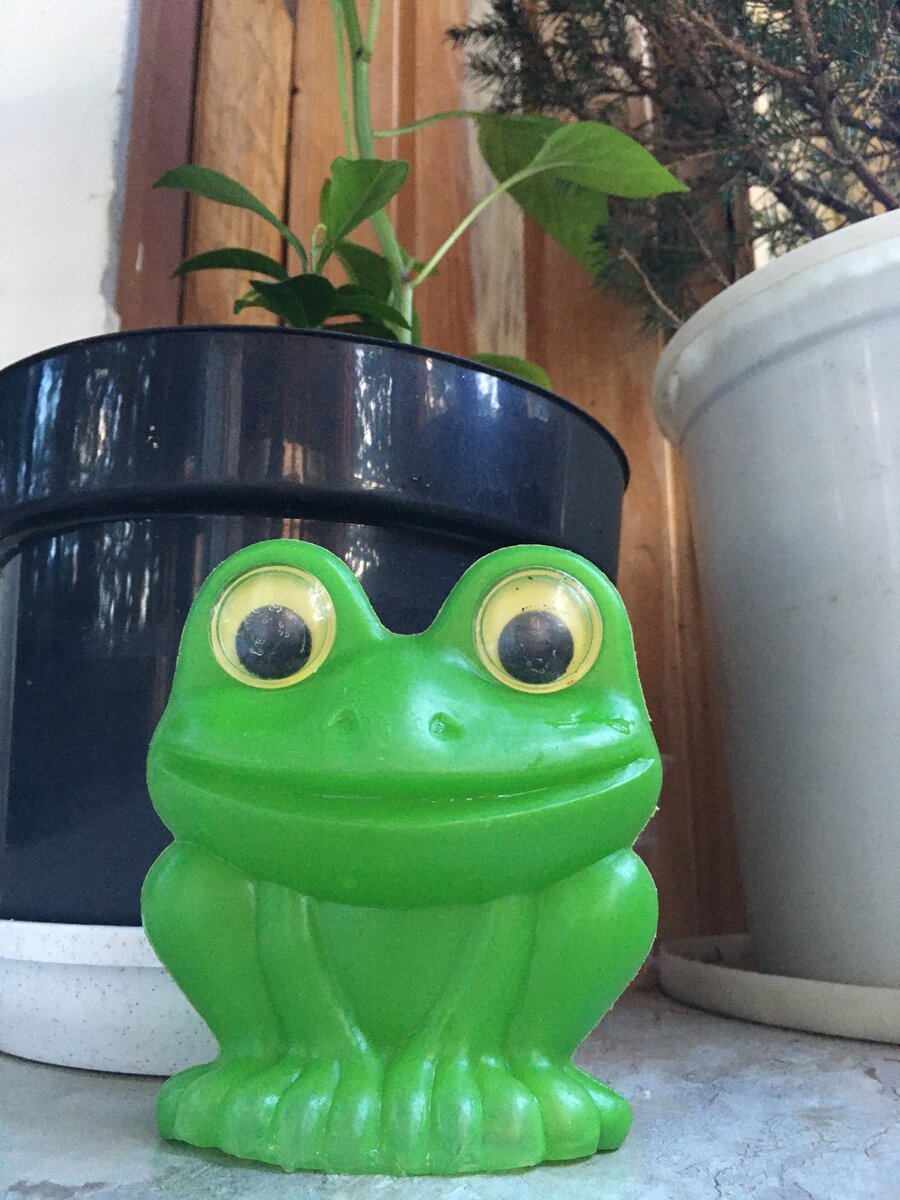 Лягушка охраняет мой сад!