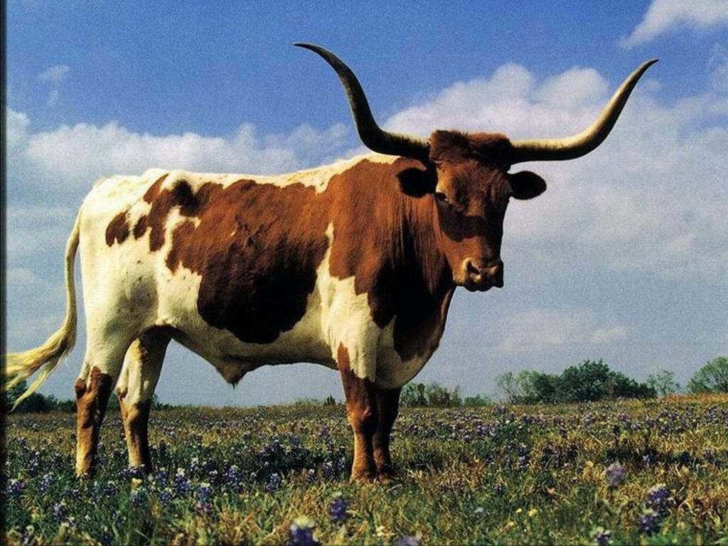 Бычок с рогами. Домашние животные корова. Шароле порода. Порода шароле бычки. Венгерская порода крс.