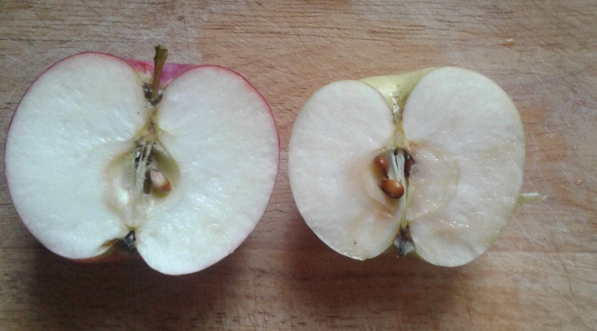 Сорт справа уже поспел, а слева ещё должен повисеть на дереве