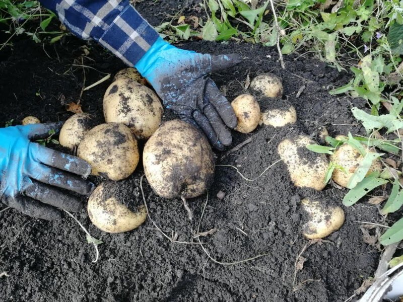 Копать картошку во сне. Двойные урожаи картофеля. Копаем сортовой картофель. Приснилась картошка крупная. В Сибири выращиваем картофель.