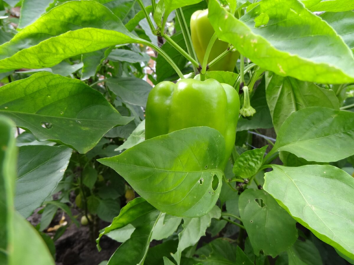 Урожай перцев в сентябре.