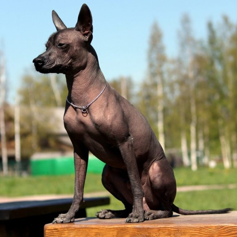 Мексиканская голая собака "Шолоицкуинтли"