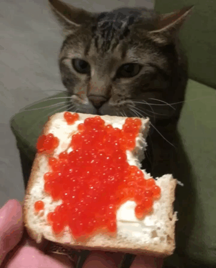 Кот желает бутерброд