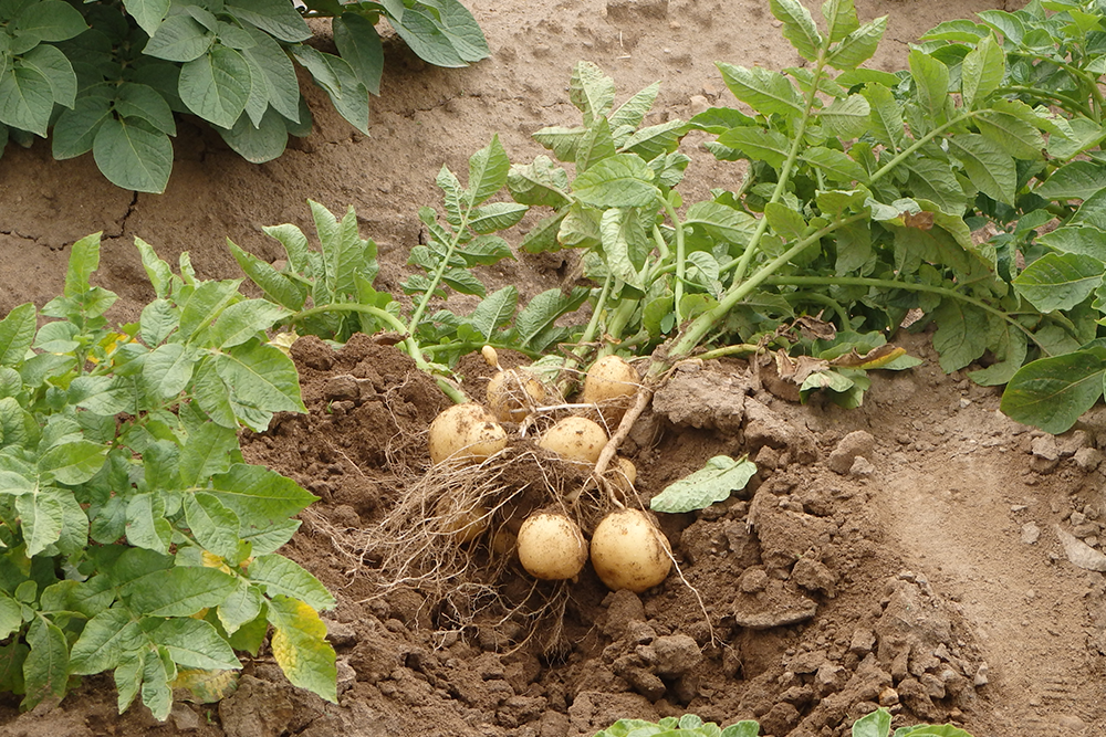 Выращивание картофеля. Секреты хорошего урожая.