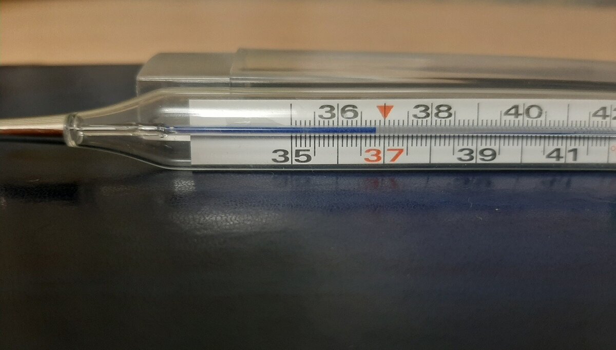 Термометр максимальный с термометрической жидкостью. Фото автора