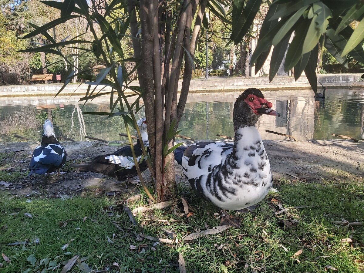 Это конечно немного не то, но фото мне нравится))