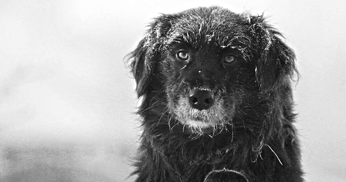 Фото из свободного доступа сети Интернет