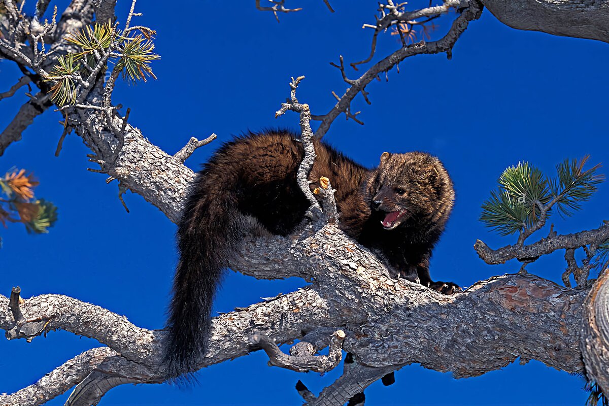 илька куница-рыболов. илька. куница илька. илька (martes pennanti). куница черная.