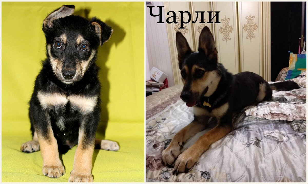 А на Чарди показывают пальцем и говорят он овчарка!